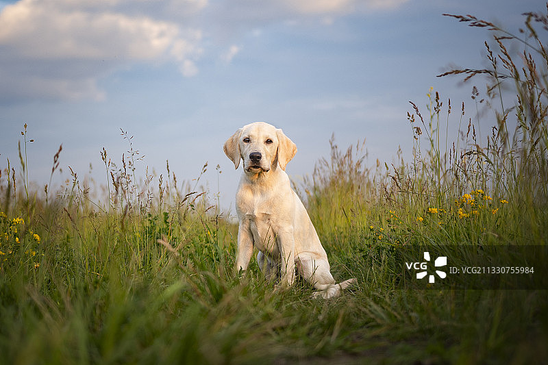 波兰田野上的拉布拉多寻回犬肖像图片素材