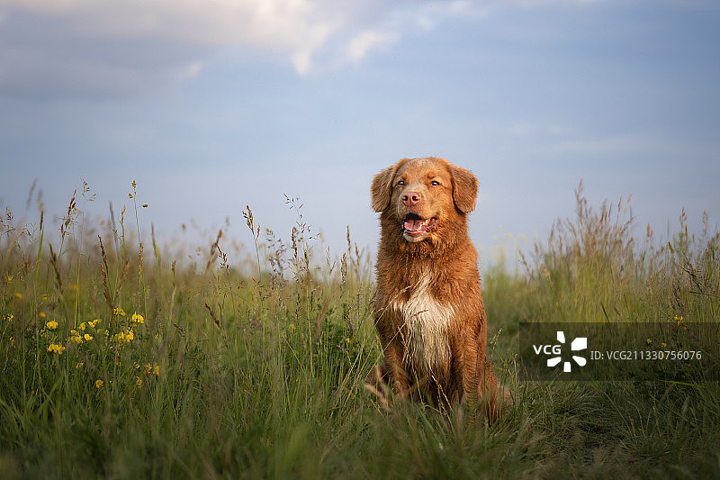草地上站立的寻回犬，波兰图片素材