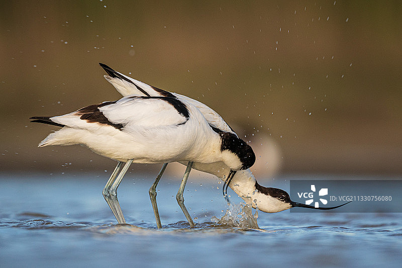 反嘴鹬栖息在岩石上的特写图片素材