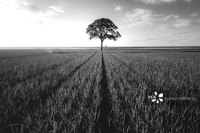 荷兰格罗宁根Beerta的农田风光图片素材