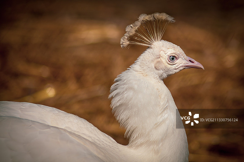 加拿大滑铁卢公园：栖息在田野上的白色孔雀特写图片素材