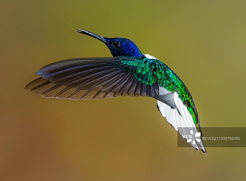 蜂鸟在户外飞行的特写图片素材