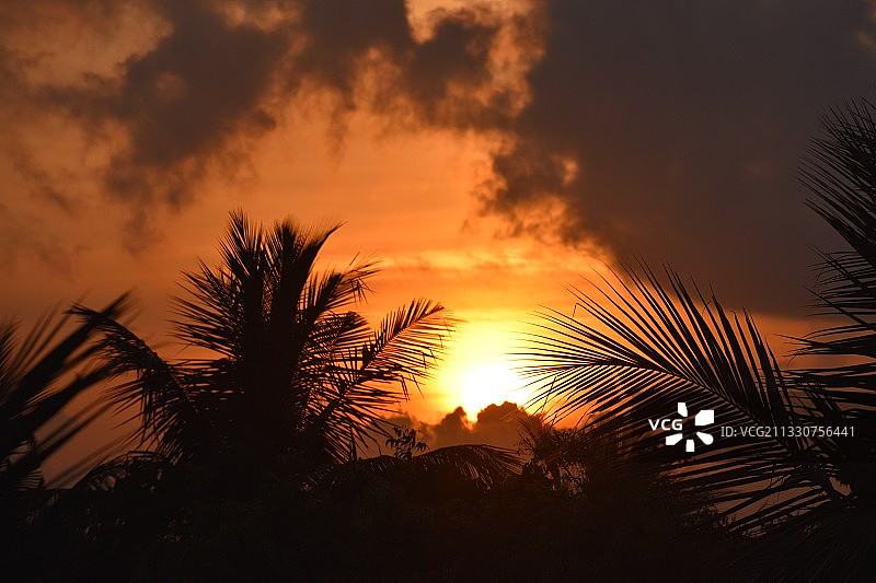 印度泰米尔纳德邦佩伦加拉图尔日落时分天空下的树木剪影仰视图片素材