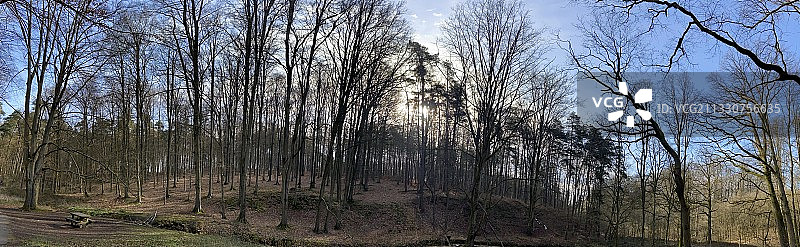 森林中的树木映衬着天空图片素材