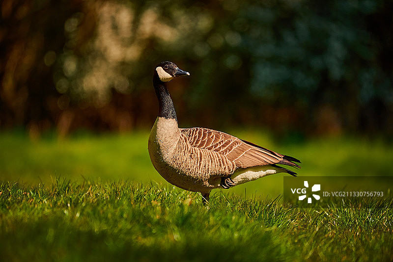 草地上鸭子的特写，英国北安普顿图片素材