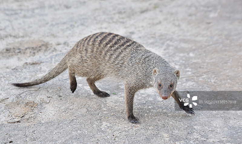 狐狸在路上行走的俯视图图片素材