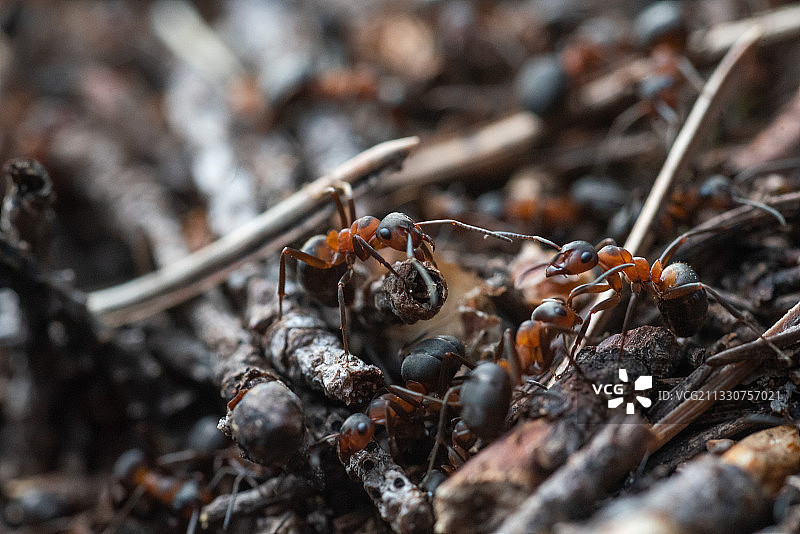 树上蚂蚁特写图片素材