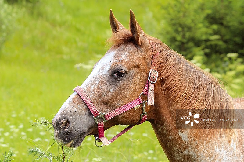 站在田野上的纯种马特写，克罗地亚图片素材