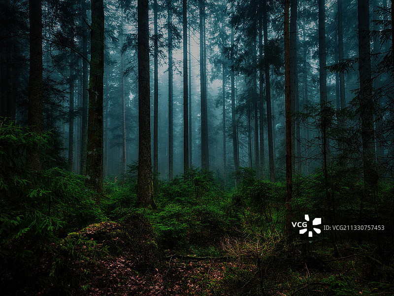 德国黑森林的树木图片素材