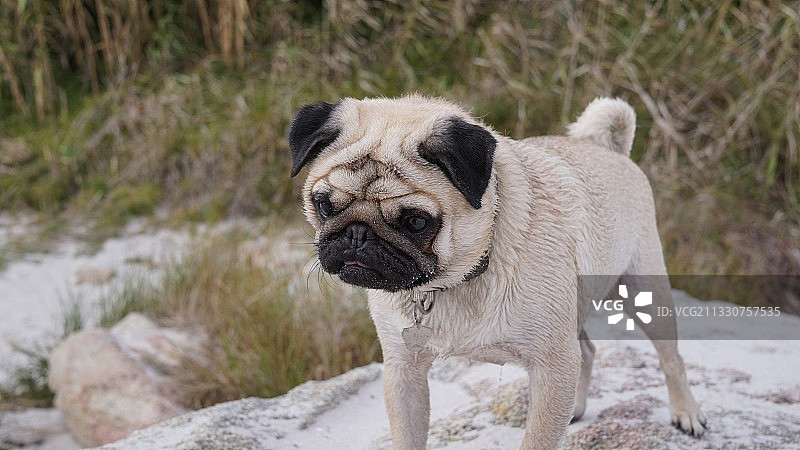 西班牙蓬特韦德拉维戈的田野里站立的哈巴狗特写图片素材