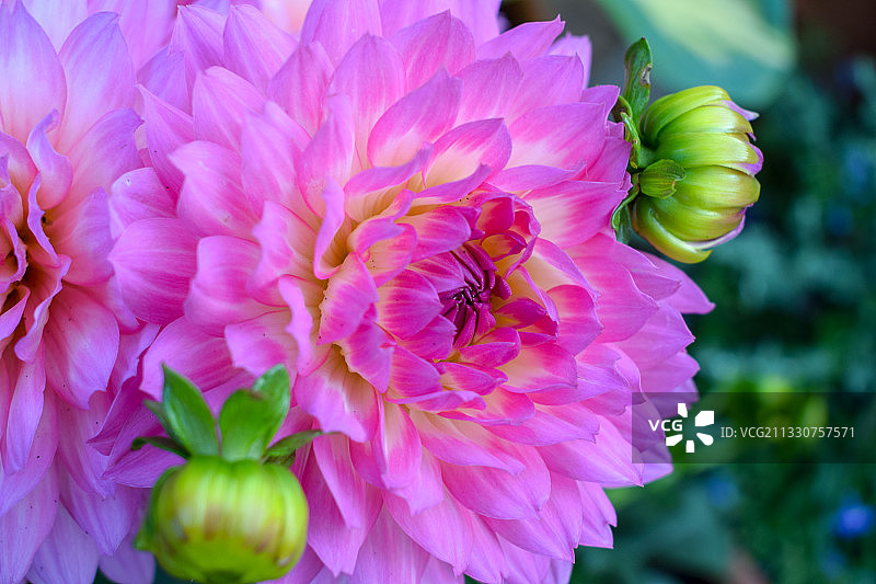 粉红色大丽花的特写图片素材