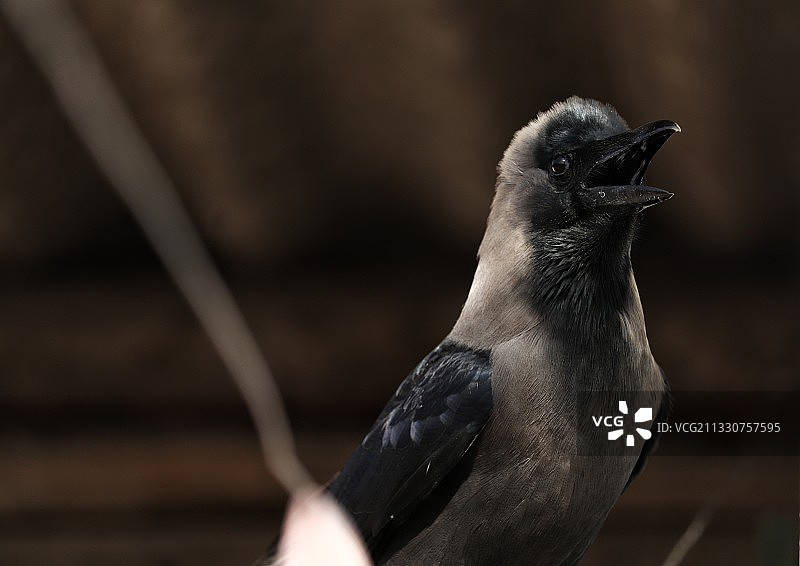 户外栖息的松鸦特写图片素材