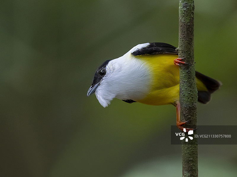 栖息在树枝上的歌金翅雀特写，哥斯达黎加埃雷迪亚省图片素材