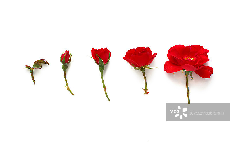 白色背景下的红色玫瑰花特写图片素材
