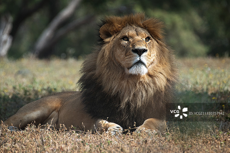 坐在田野上的狮子肖像，以色列特拉维夫图片素材