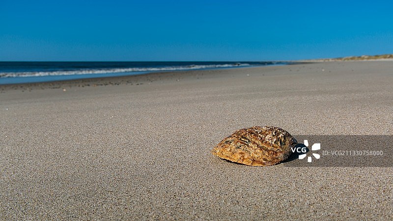晴朗蓝天下海滩沙滩上的贝壳特写图片素材