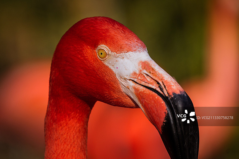 大火烈鸟特写图片素材