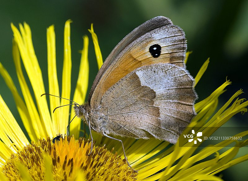 蝴蝶在黄花上传粉的特写图片素材