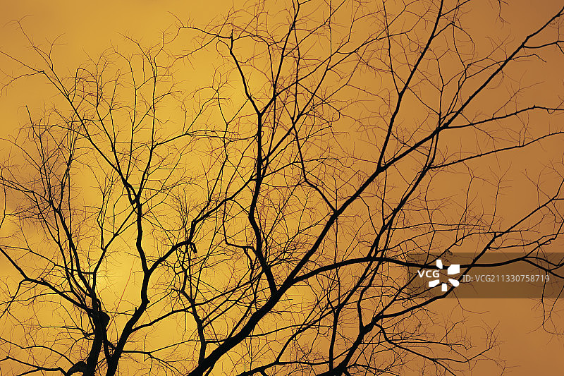 日落时分，菲律宾杜马盖地，光秃秃的树木剪影，仰视视角图片素材