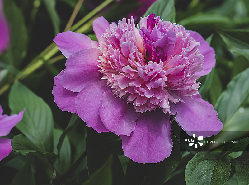 美国马里兰州波托马克粉色植物特写图片素材
