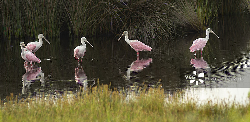 美国湖中火烈鸟的俯视角度照片图片素材