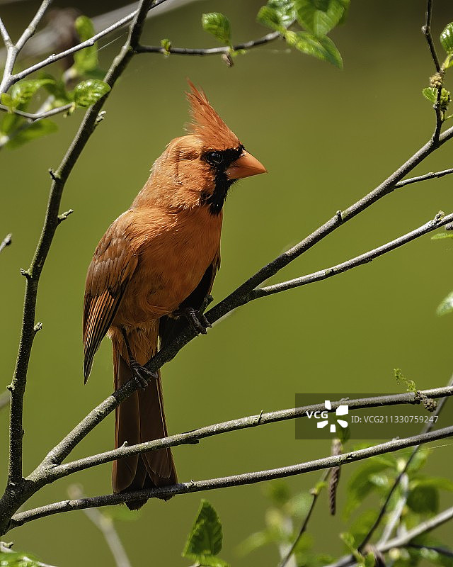 栖息在树枝上的北美红雀特写，美国北卡罗来纳州图片素材