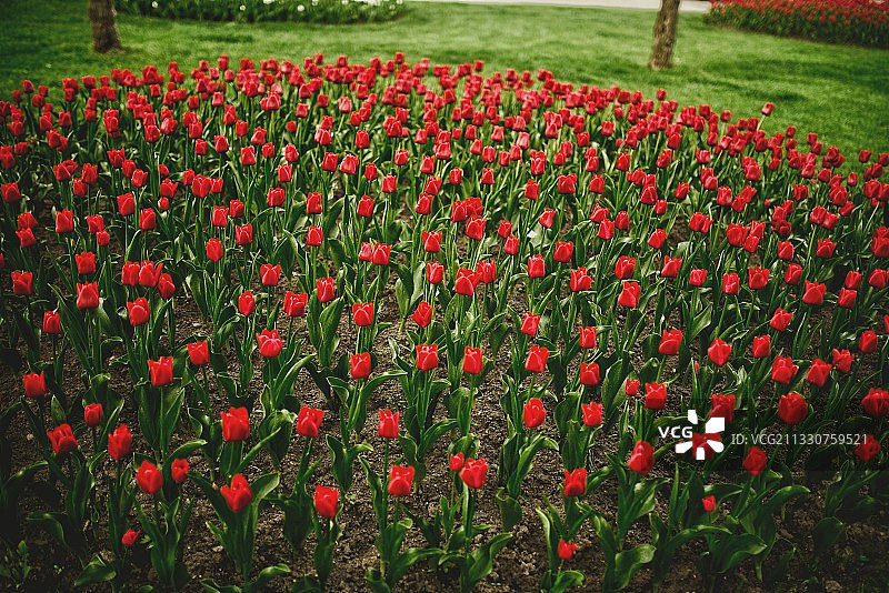 红色郁金香花田特写图片素材
