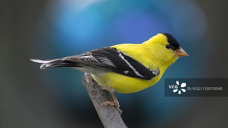 栖息于树枝上的金翅雀特写，美国密苏里州图片素材