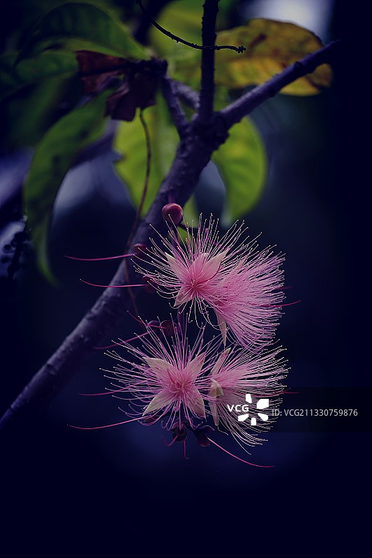 粉红色花朵的特写图片素材
