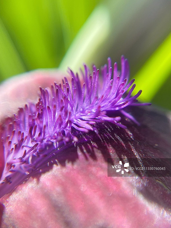 紫色花朵的特写图片素材