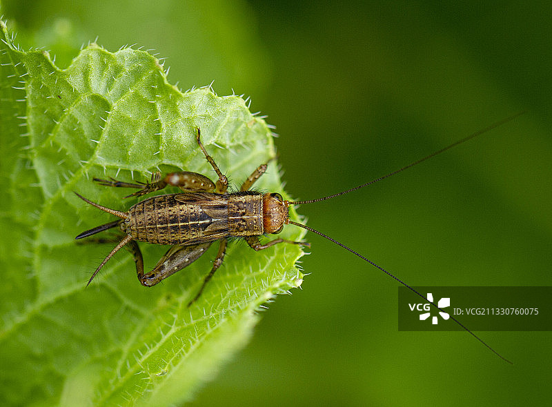 加拿大阿伦堡树叶上的昆虫特写图片素材