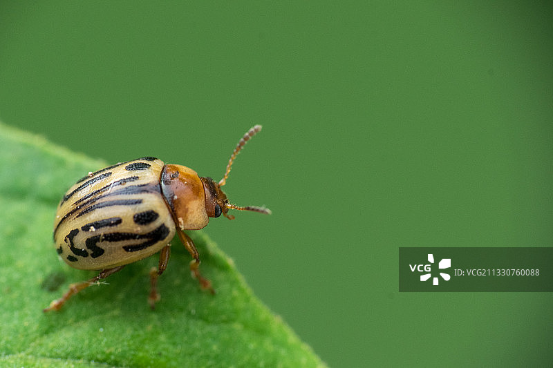 叶子上的昆虫特写，印度泰米尔纳德邦蒂鲁吉拉帕利图片素材