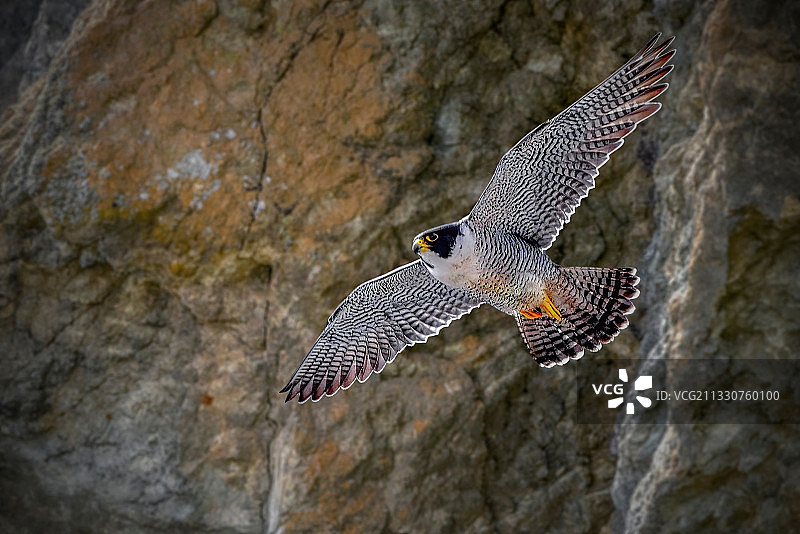 在岩石上空飞行的鹰隼特写，旧金山，加利福尼亚州，美国图片素材
