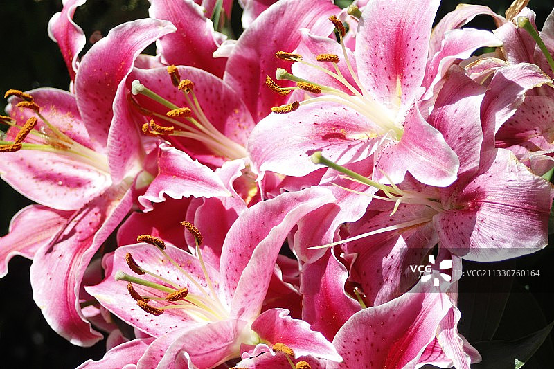 粉红色玫瑰花的特写图片素材