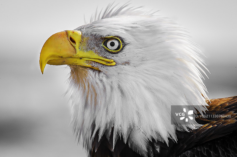 秃鹰特写，美国阿拉斯加州安克雷奇点图片素材