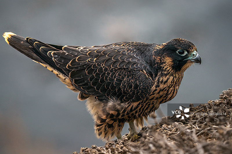 雄鹰栖息于树枝的特写，帕洛斯弗迪斯庄园，加利福尼亚州，美国图片素材