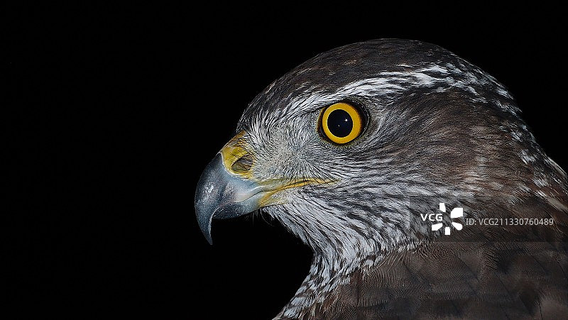 黑色背景下的鹰特写图片素材