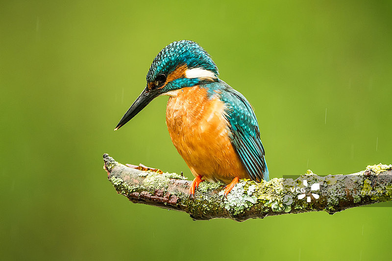 翠鸟栖息在树枝上的特写图片素材