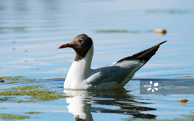 湖中游泳的鸭子特写，俄罗斯图片素材