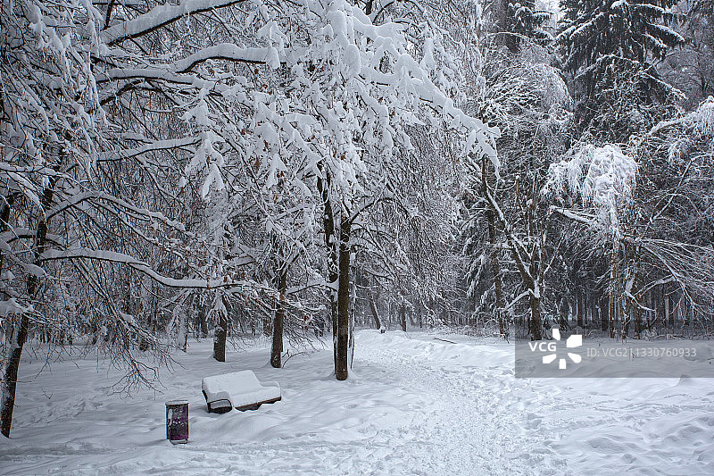 白雪覆盖的田野上的树木图片素材