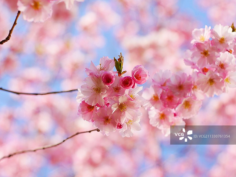 粉红色樱花的特写图片素材