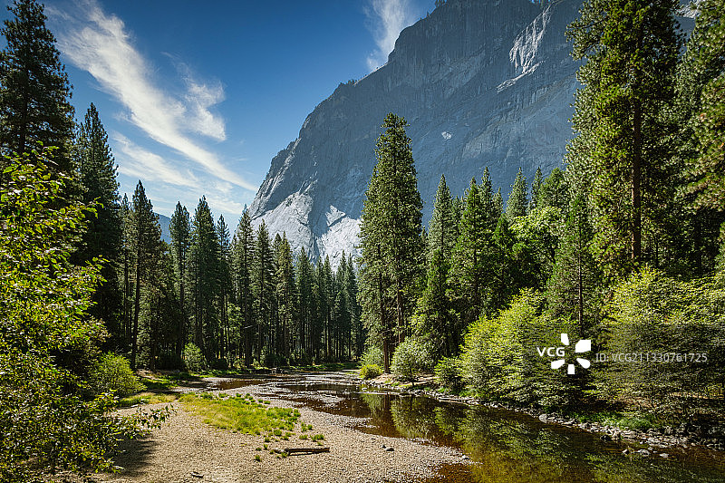 美国加利福尼亚州优胜美地国家公园，森林中松树林的全景图片素材
