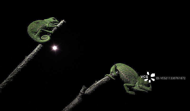 西班牙卡塔赫纳黑色背景下植物上的蜥蜴特写图片素材