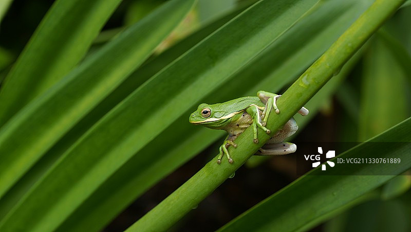 树蛙在树叶上的特写图片素材