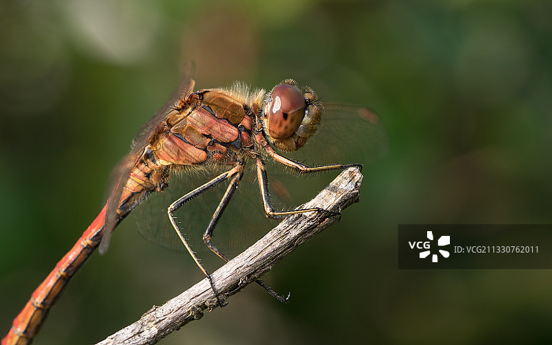 树枝上的昆虫特写图片素材