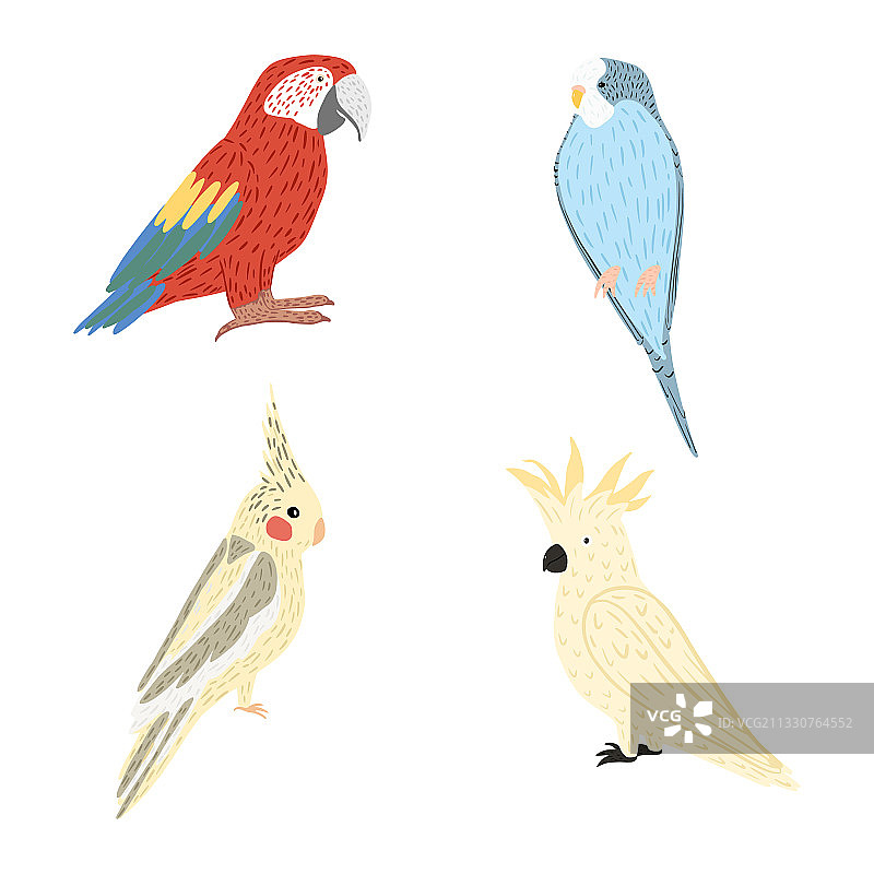 设置鹦鹉孤立的白色背景可爱图片素材