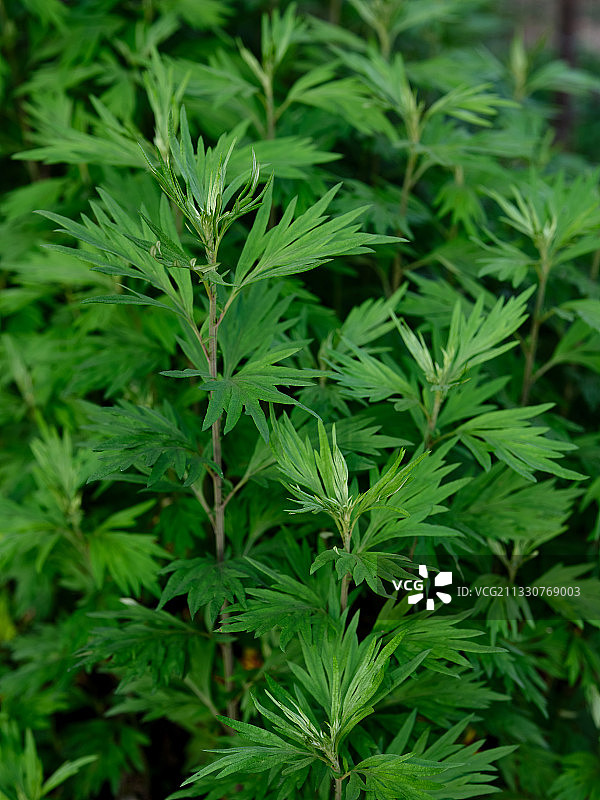 中药材艾叶草图片素材