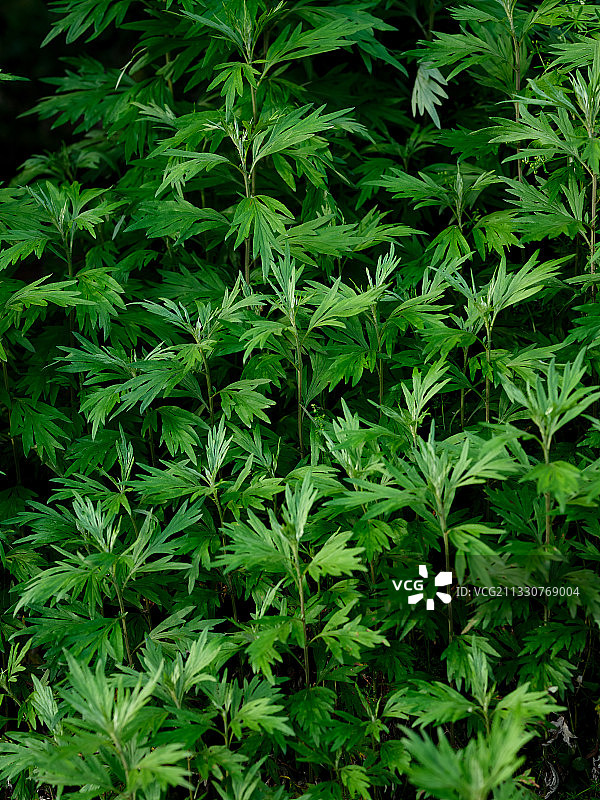 中药材艾叶草图片素材