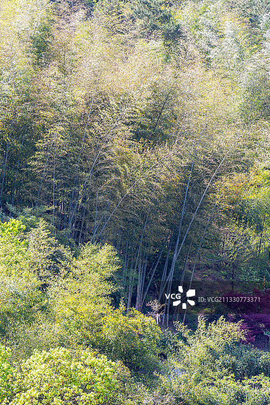 浙江宁波，龙观山庄，四明山脉，旅游，村落，大山，郊区，绿色图片素材