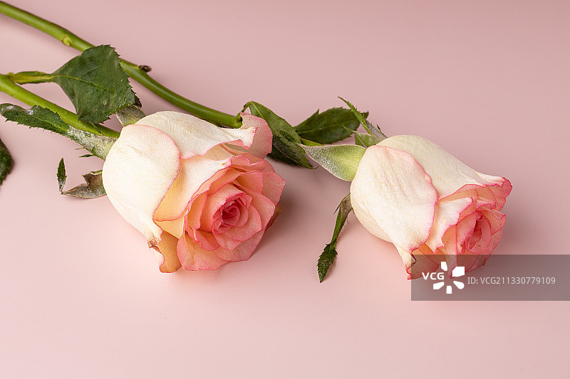 粉色情人节玫瑰花特写拍摄图片素材